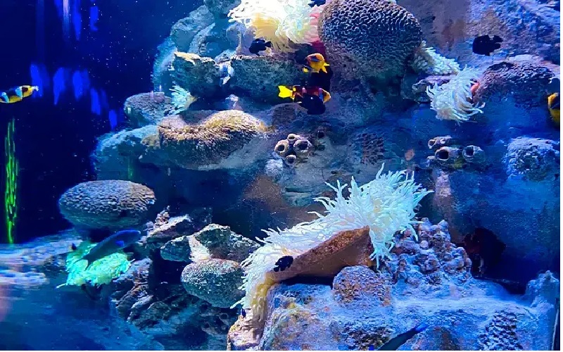  آکواریوم و موزه دریایی