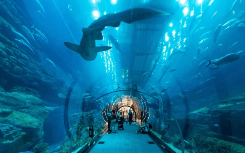 آکواریوم لاست چمبرز دبی