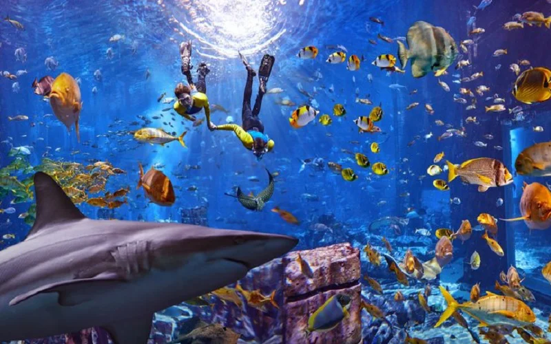 آکواریوم لاست چمبرز دبی - تصویر گالری 2