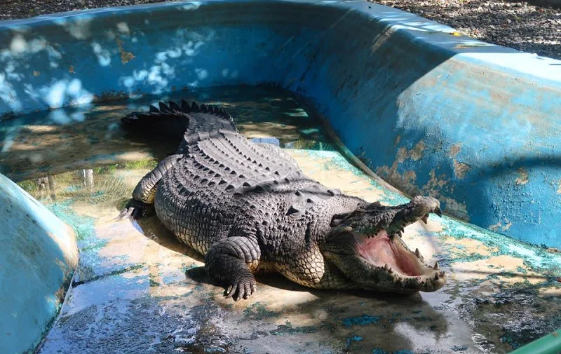 پارک کروکودیل دبی - تصویر گالری 2