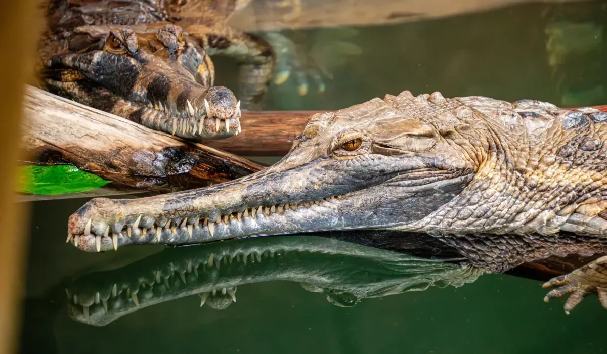 پارک کروکودیل دبی