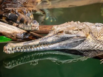 پارک کروکودیل دبی