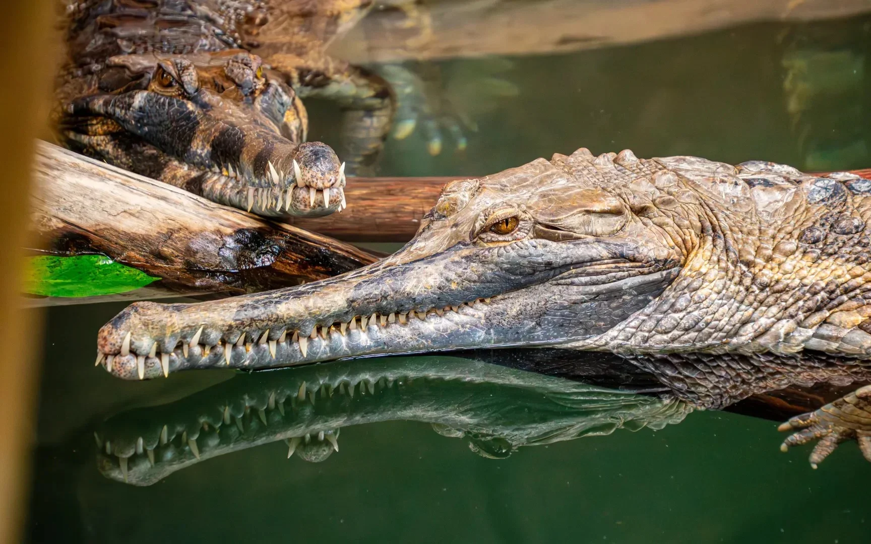 پارک کروکودیل دبی - تصویر گالری 1