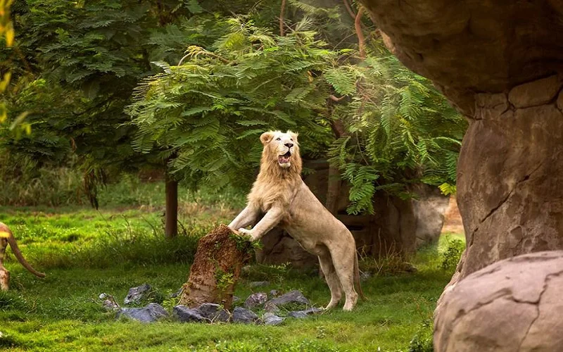 باغ وحش سافاری پارک دبی - تصویر گالری 2