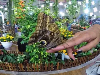 باغ پروانه های دبی