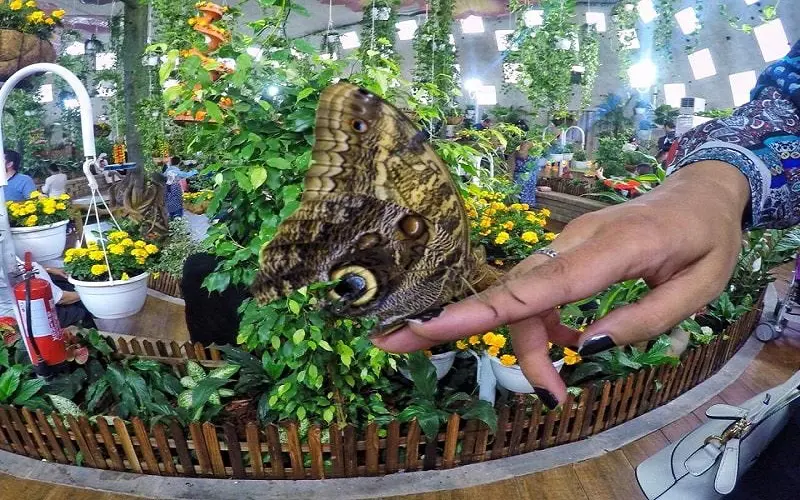 باغ پروانه های دبی