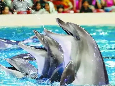 دلفیناریوم دبی