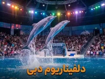 دلفیناریوم دبی - کاور ویدیو