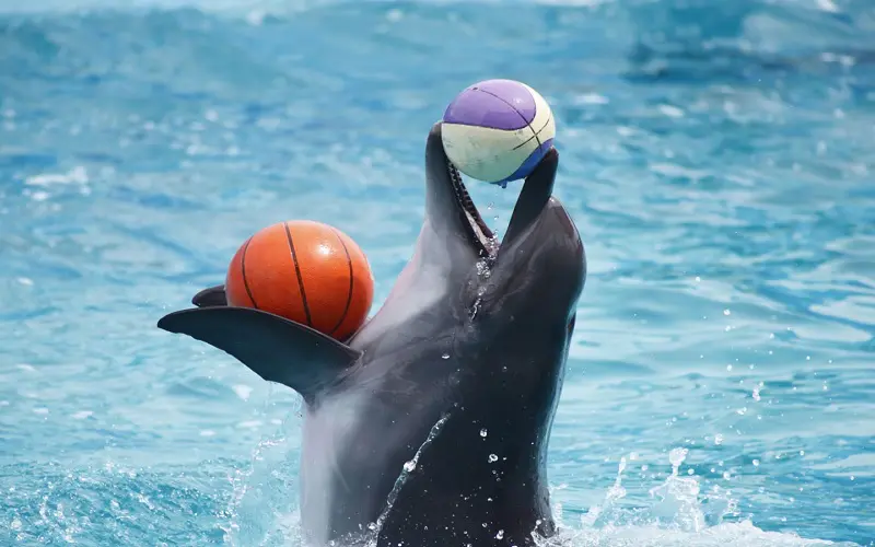 دلفیناریوم دبی - تصویر گالری 2