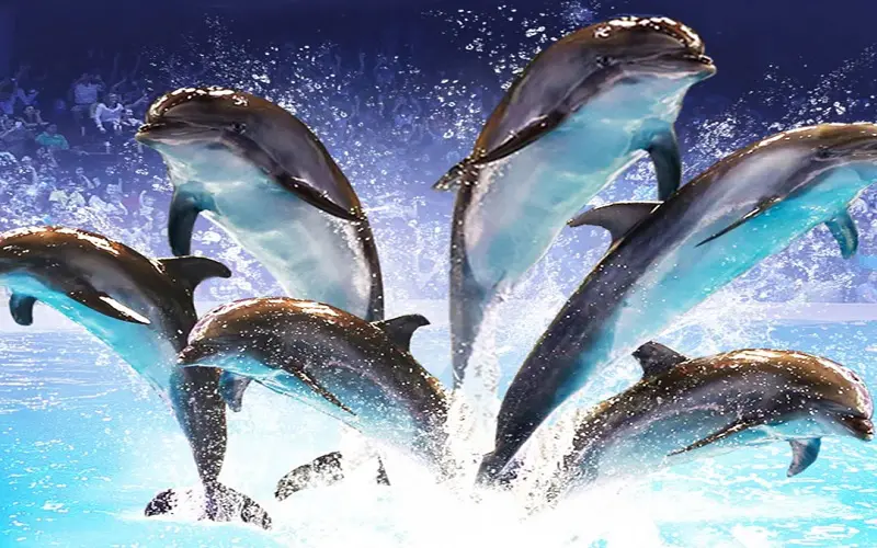 دلفیناریوم دبی - تصویر گالری 4